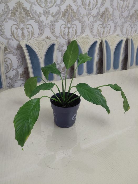 Комнатное растение