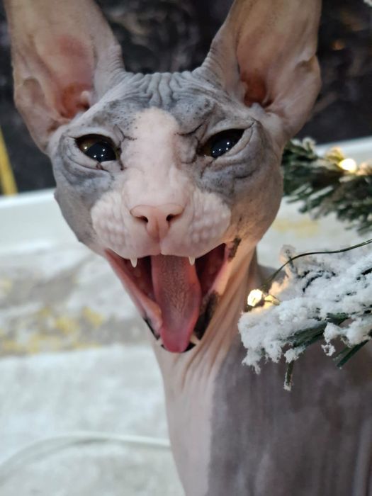 Вязка сфинкса ….