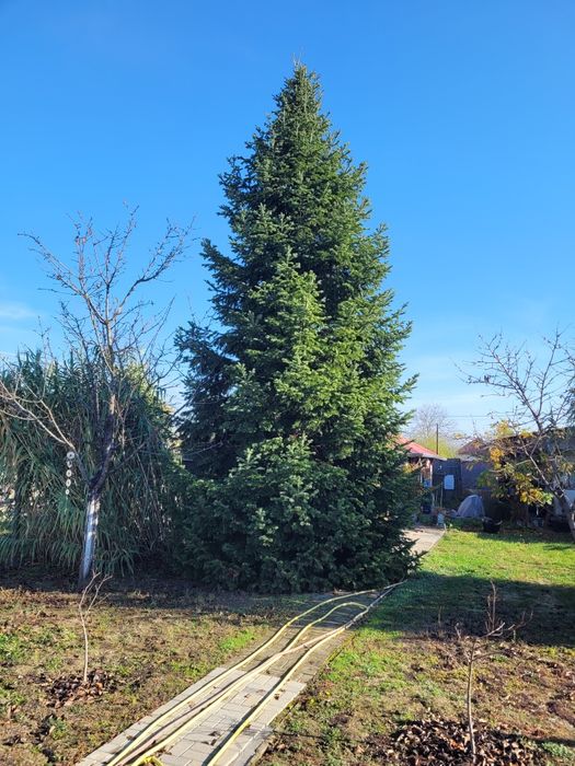 Brad mare, imens, de Craciun