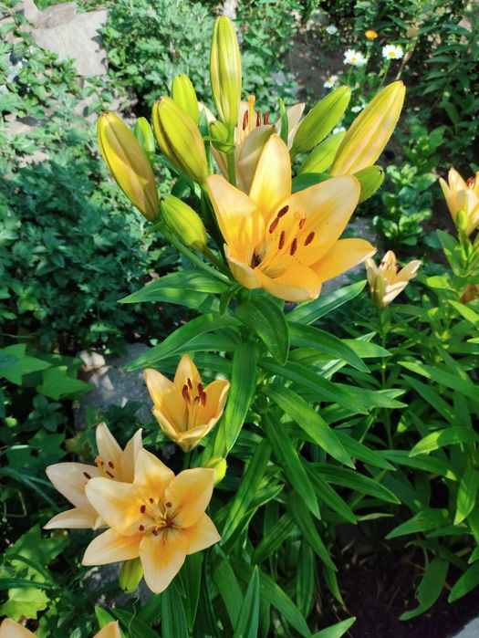 Продам Луковицы лилий.