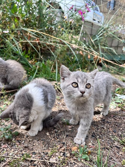 Отдам котят в добрые руки