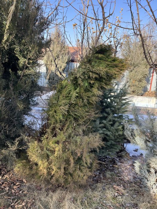 Пихты, Туи, можжевельники