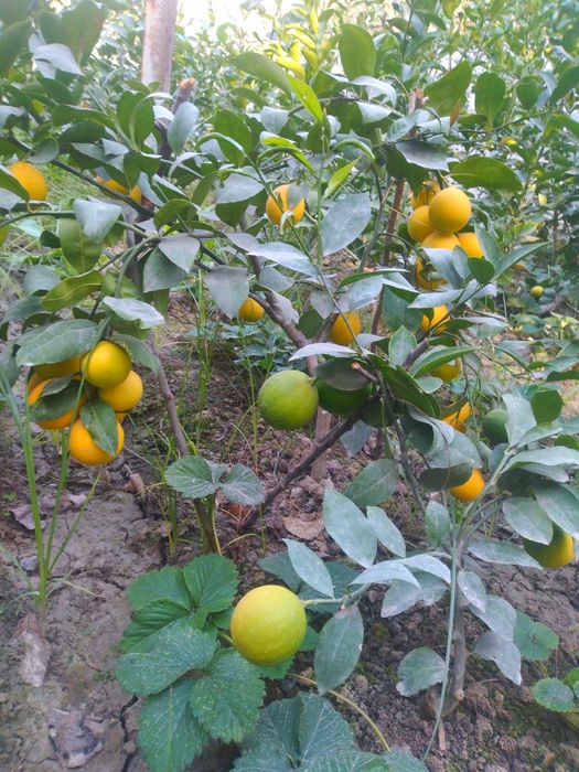 Лимон кучатлар гарантия 199%