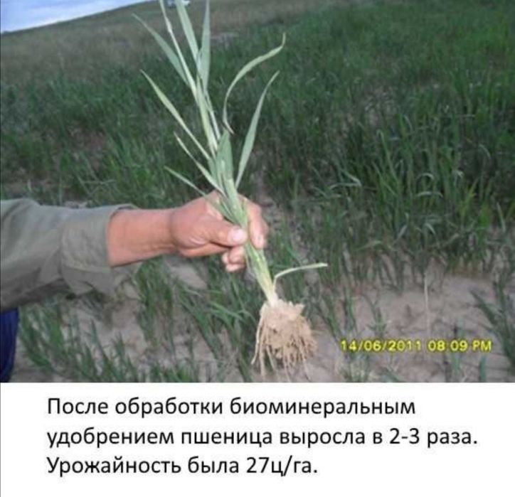 Продам технологию повышения урожайности зерновых культур и овощей