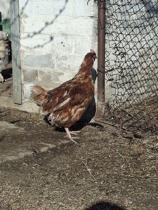 Продам кур несушку 1 шт