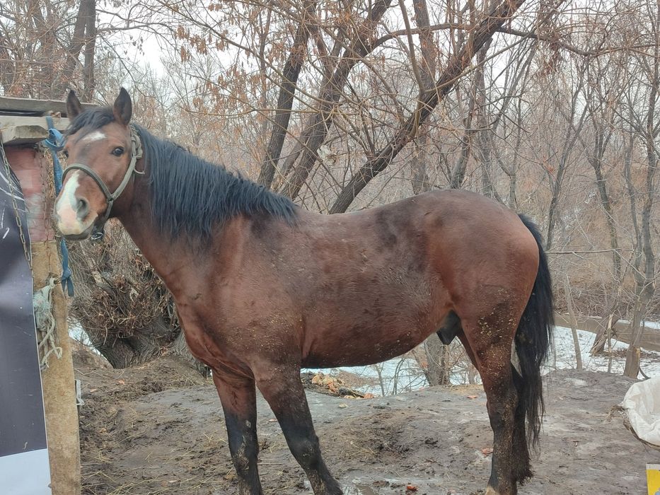 Жылқы  мініске көкпарға жақсы