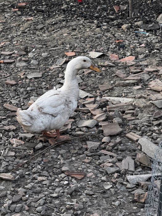 Rate de vinzare rasa Ungureasca