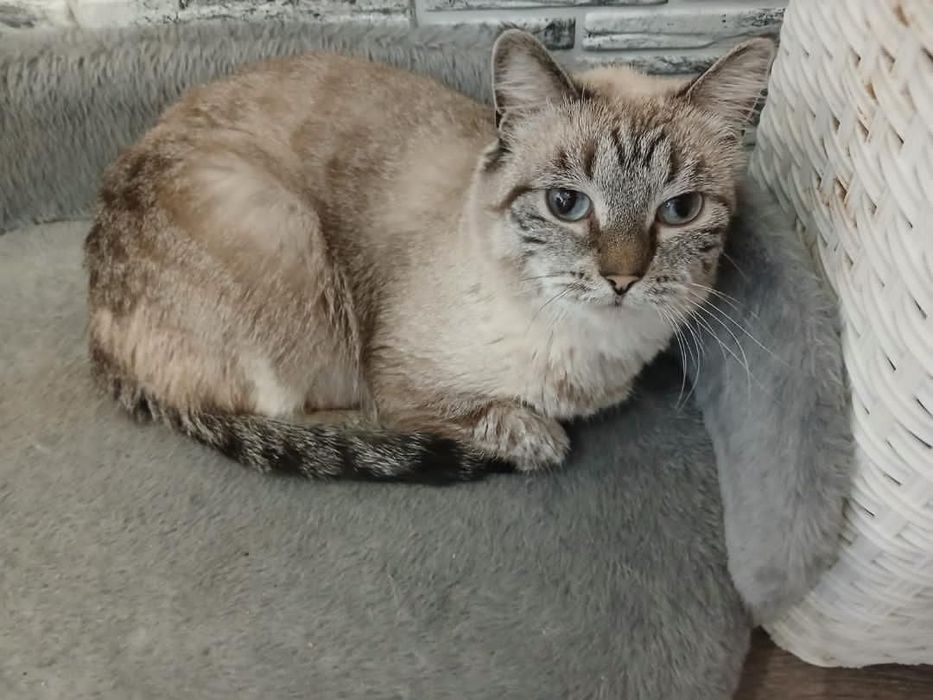 Срочно ищем дом  для кисуни