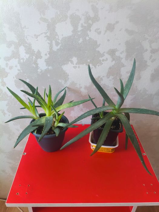 Продам Алой Вера