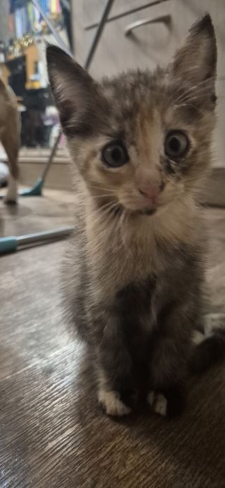 Кошечка 2 месяца