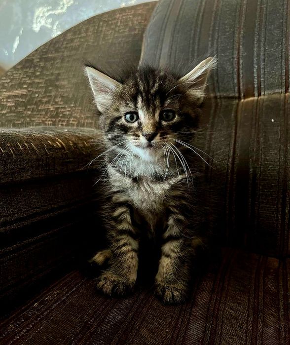 В добрые руки,  котята