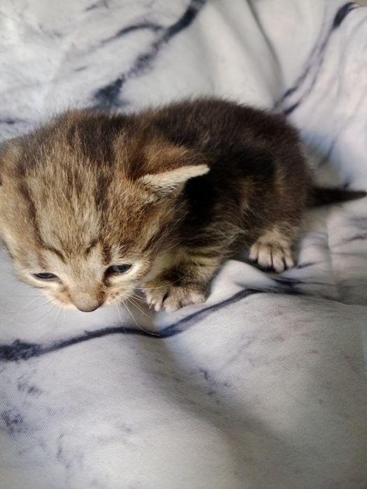 Отдам котят даром