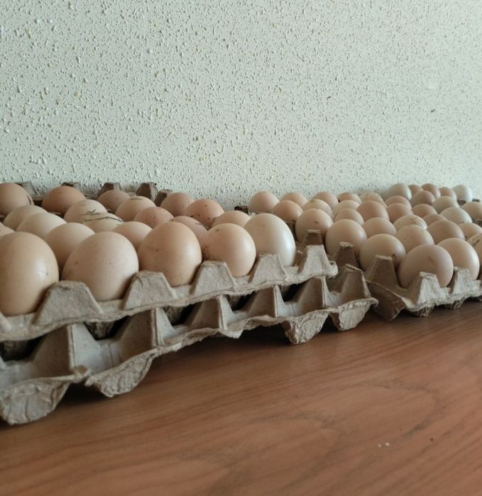 Gegant Jersi tuxumlari bor joʻja ham oʻchirib beramiza