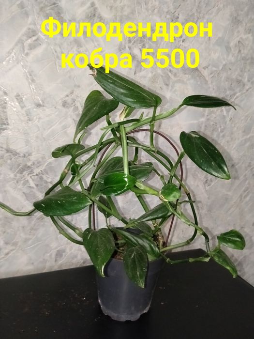 Цветы  комнатные