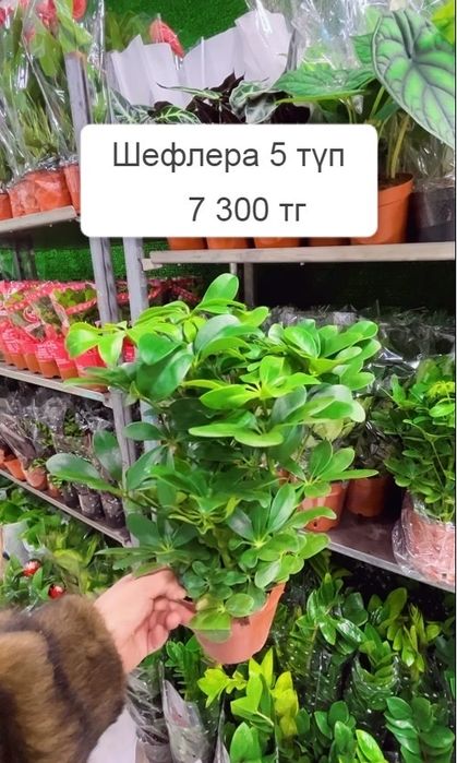 Комнатные растения цветы