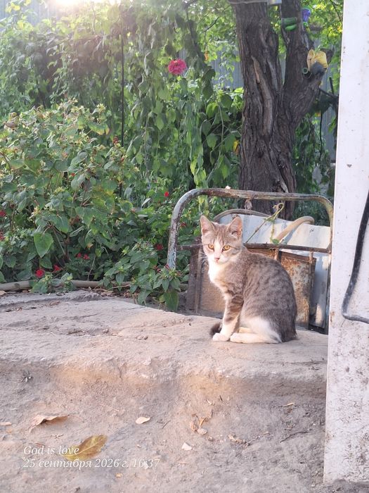 Отдам котят в добрые руки