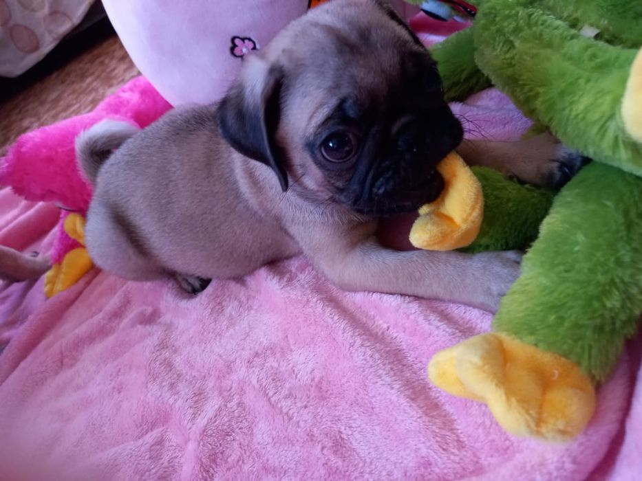 Продам щенков мопса.