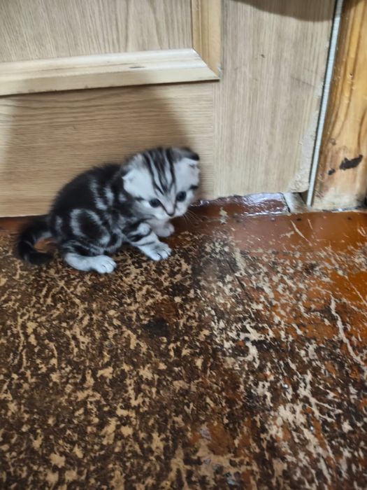 Продаются котята