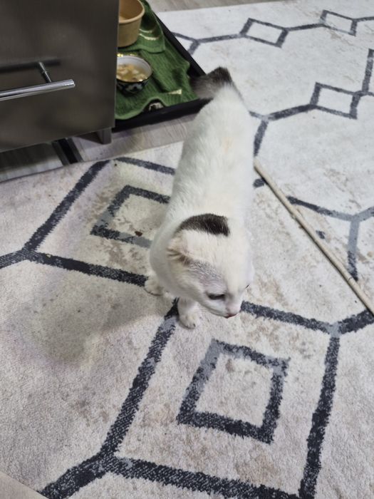 Кошка крассивая и доброя