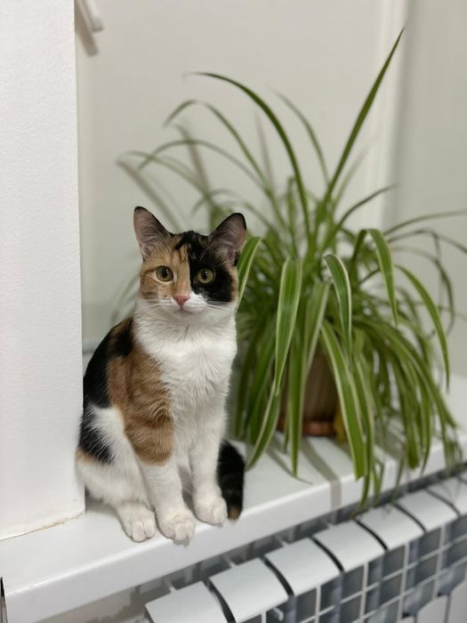 Әдемі мысық сатылады