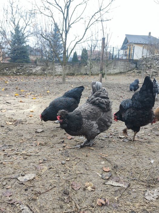 Ouă de incubat, găini moțate, bărboase cu ouă verzi și normale