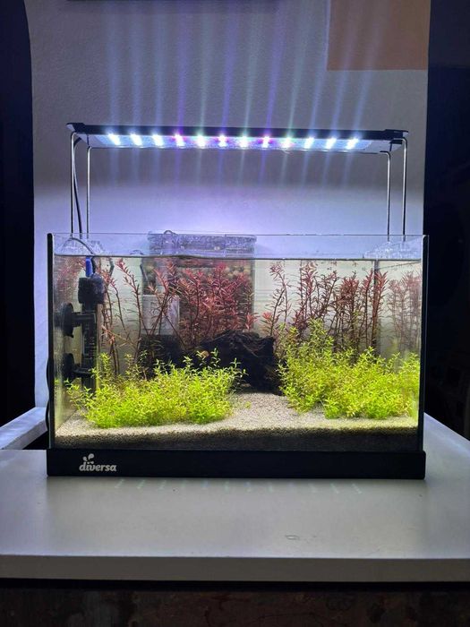 Acvariu complet echipat 25L  (Betta, Creveți și Plante)