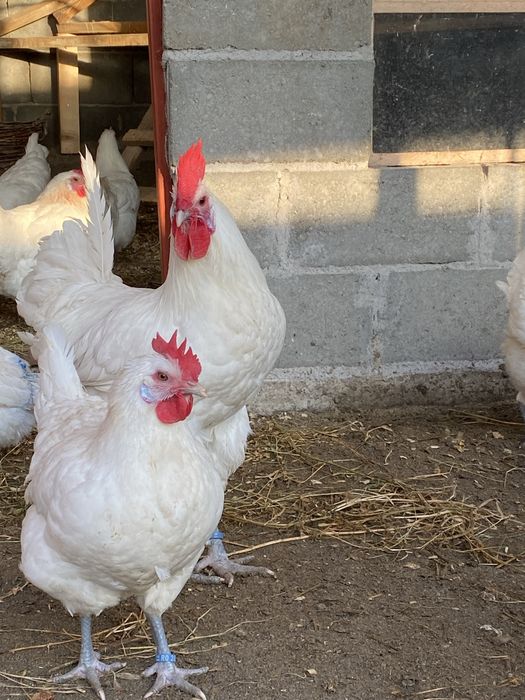 Oua incubat La Bresse