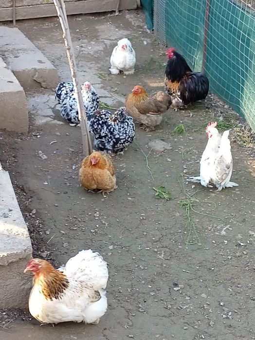 Продавам кокошки Мини Кохин