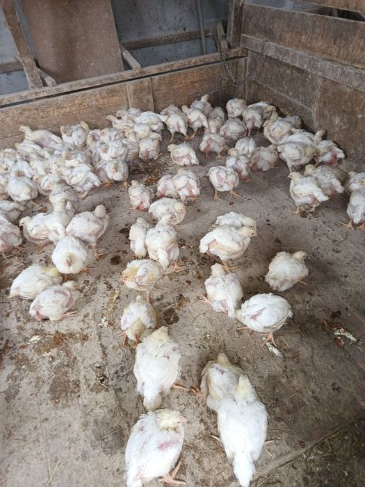 Pui alb de carne si pui rasa mixta