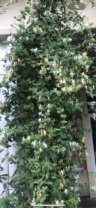 Каприфоль — цветущая лиана для вашего участка. Jasmin o’simlik.