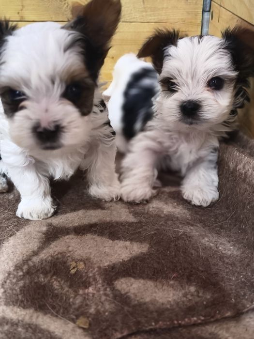 Малыши Бивер Йорка