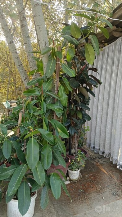 Gullar Tuvakda Officelarga