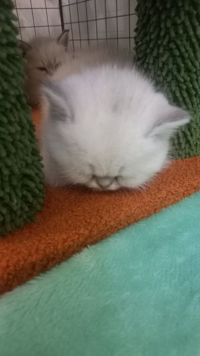 Британский котёнок color point | Мальчик | Отец WCF BRI ns 12 33