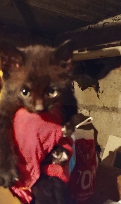 Котята ищут семью!