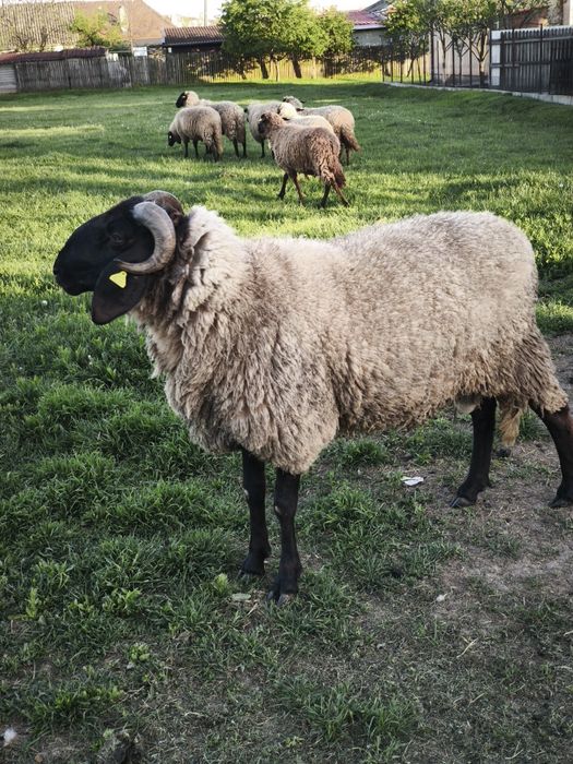Berbec Carabaș Sârbesc