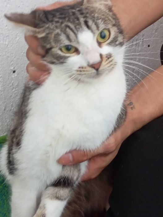 Donație pisici, adopție