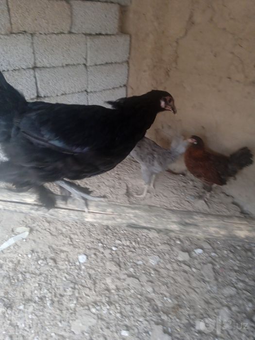 Tovuq xoʻroz jojalari