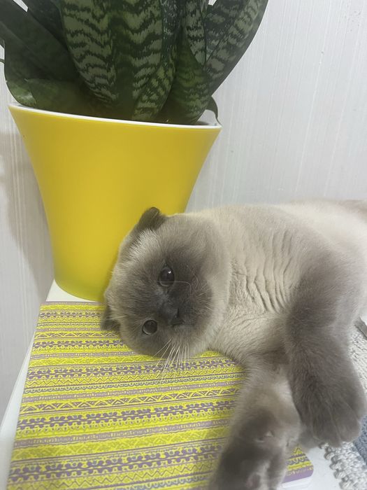 Ищем кошечку для вязки