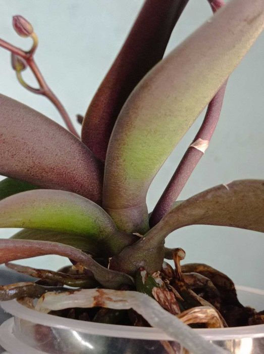 Орхидея в дом.цветении