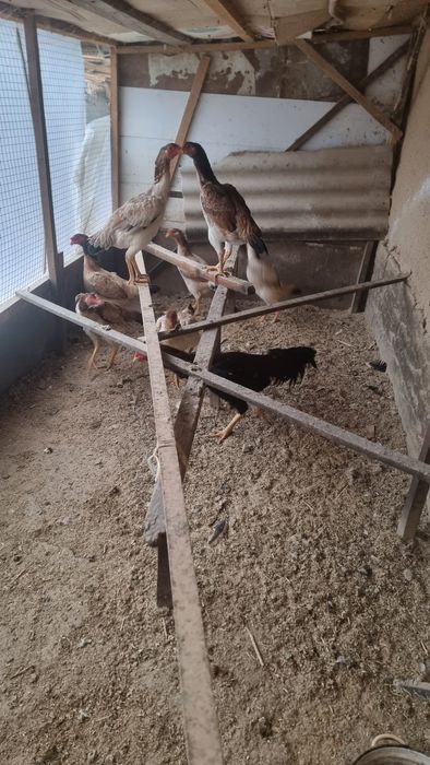 Assalomu alaekum  tuxum sotiladi