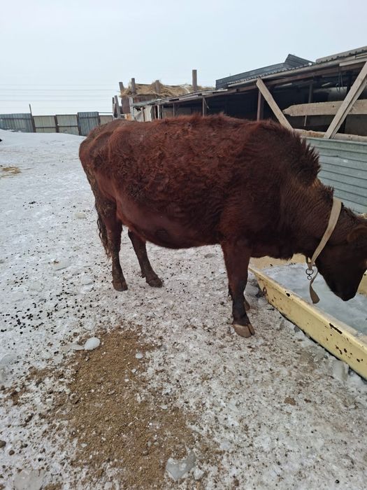 Продаю карову на открме