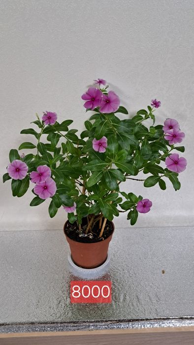 Комнатные  растения