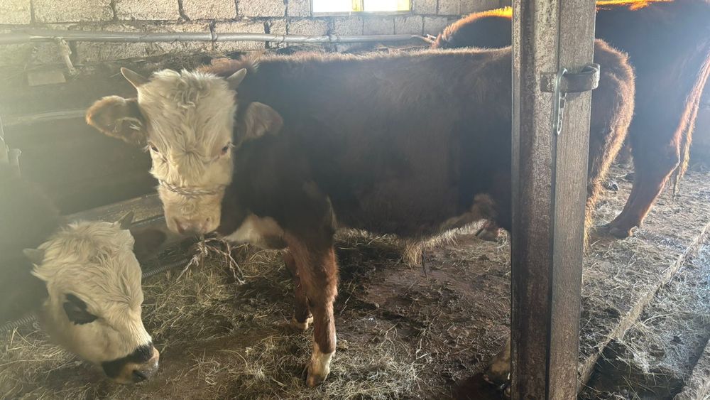 Баспак сатылады  Калага жакын жерде орналаскан