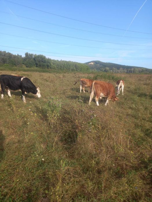 Vand lot: 15 bucăți (12 masculi,3 femele). Rasa Simmental, Baltati și Bruni.