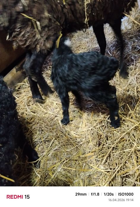 Продам овцу с ягненком