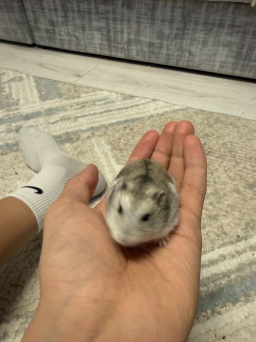 Продам двух хомячков очень милые и красивые