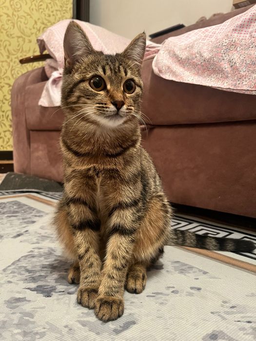 Отдам милую кошечку