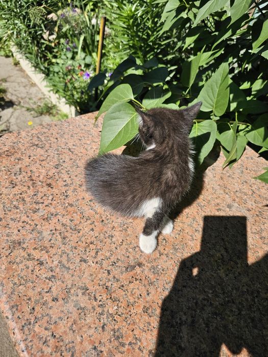 Котенок(мальчик) в добрые руки