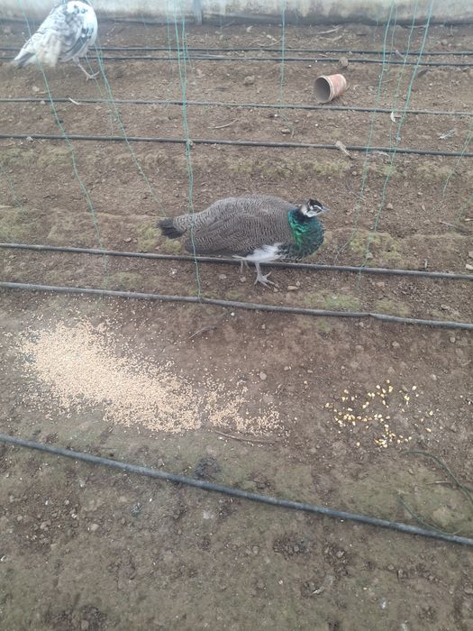 Pereche de pui de păun disponibili.ii pot da si la schimb