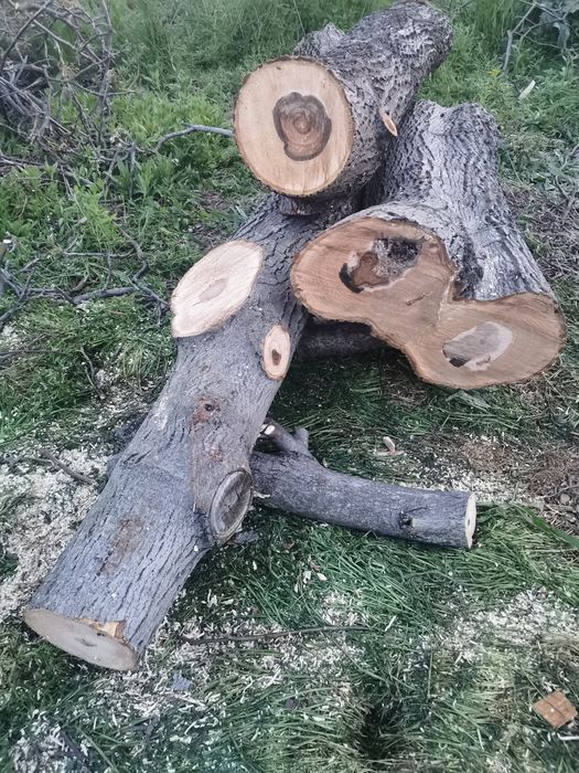 Lemn de nuc proaspăt taiat